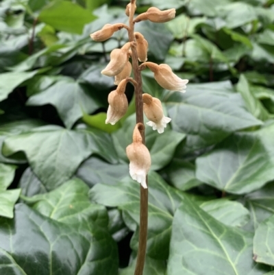 Gastrodia sesamoides (Cinnamon Bells) at Parkes, ACT - 28 Nov 2021 by JanetRussell