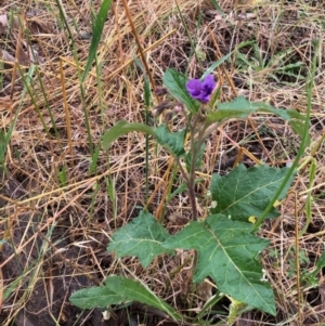 Solanum cinereum at Holt, ACT - 27 Nov 2021 09:29 AM