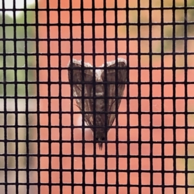 Pyralidae (family) (A Pyralid Moth) at Aranda, ACT - 26 Nov 2021 by KMcCue