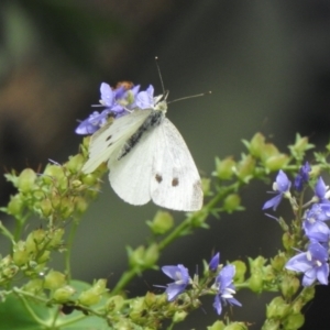 Pieris rapae at Aranda, ACT - 25 Nov 2021 01:50 PM