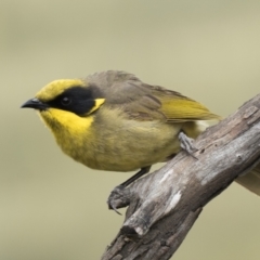 Lichenostomus melanops (Yellow-tufted Honeyeater) at Googong Foreshore - 28 Nov 2021 by patrickcox