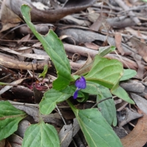 Viola betonicifolia at Lower Boro, NSW - 23 Nov 2021 01:27 PM