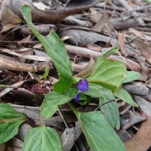 Viola betonicifolia at Lower Boro, NSW - 23 Nov 2021