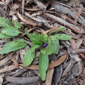 Viola betonicifolia at Lower Boro, NSW - 23 Nov 2021