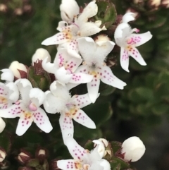 Westringia lucida (Shining Westringia) at Yaouk, NSW - 28 Nov 2021 by Tapirlord