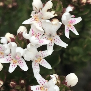 Westringia lucida at Yaouk, NSW - 28 Nov 2021