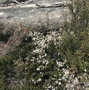 Westringia lucida at Yaouk, NSW - 28 Nov 2021