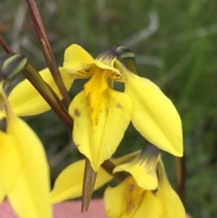 Diuris monticola (Highland Golden Moths) at Yaouk, NSW - 28 Nov 2021 by NedJohnston