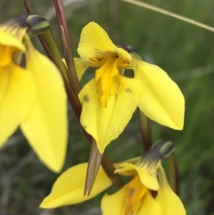 Diuris monticola at Yaouk, NSW - 28 Nov 2021