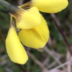 Diuris monticola at Yaouk, NSW - 28 Nov 2021