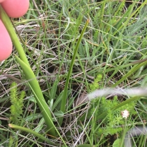 Diuris monticola at Yaouk, NSW - 28 Nov 2021