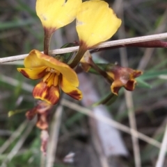 Diuris semilunulata (Late Leopard Orchid) at Yaouk, NSW - 28 Nov 2021 by NedJohnston