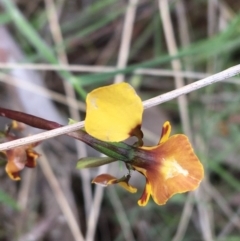 Diuris semilunulata at Yaouk, NSW - suppressed