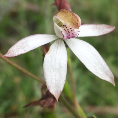 Caladenia moschata (Musky Caps) at Yaouk, NSW - 28 Nov 2021 by NedJohnston