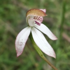 Caladenia moschata at Yaouk, NSW - 28 Nov 2021