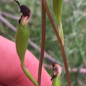 Caladenia moschata at Yaouk, NSW - 28 Nov 2021