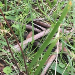 Caladenia moschata at Yaouk, NSW - 28 Nov 2021