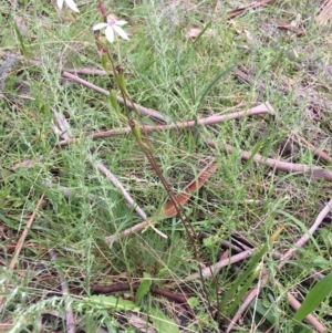 Caladenia moschata at Yaouk, NSW - 28 Nov 2021