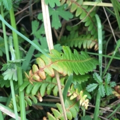 Blechnum penna-marina (Alpine Water Fern) at Yaouk, NSW - 28 Nov 2021 by NedJohnston