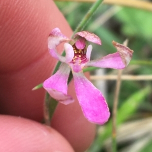 Caladenia carnea at Yaouk, NSW - suppressed