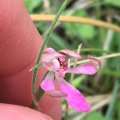 Caladenia carnea at Yaouk, NSW - suppressed