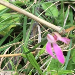 Caladenia carnea at Yaouk, NSW - suppressed