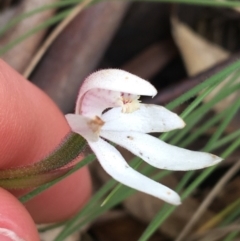 Caladenia alpina (Mountain Caps) at Yaouk, NSW - 28 Nov 2021 by Ned_Johnston