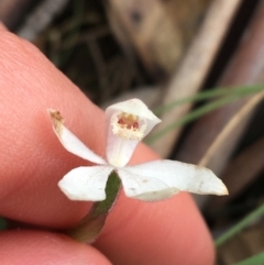 Caladenia alpina at Yaouk, NSW - suppressed