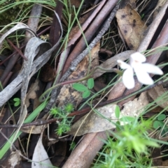 Caladenia alpina at Yaouk, NSW - suppressed