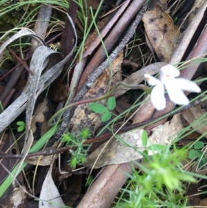 Caladenia alpina at Yaouk, NSW - suppressed