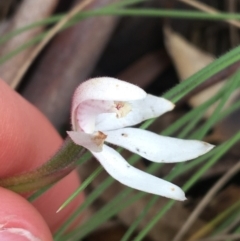 Caladenia alpina at Yaouk, NSW - suppressed