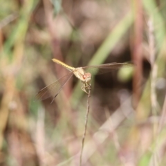 Diplacodes haematodes (Scarlet Percher) at Albury - 28 Nov 2021 by KylieWaldon