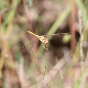 Diplacodes haematodes at Glenroy, NSW - 28 Nov 2021