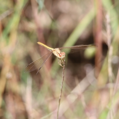 Diplacodes haematodes (Scarlet Percher) at Albury - 28 Nov 2021 by KylieWaldon