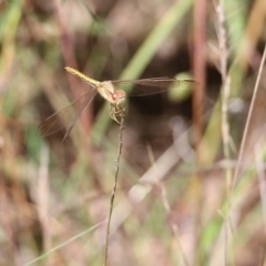 Diplacodes haematodes at Glenroy, NSW - 28 Nov 2021 02:00 PM