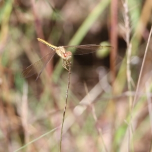 Diplacodes haematodes at Glenroy, NSW - 28 Nov 2021