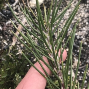 Hakea lissosperma at Mount Clear, ACT - 28 Nov 2021 02:22 PM