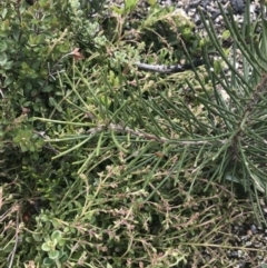 Hakea lissosperma at Mount Clear, ACT - 28 Nov 2021