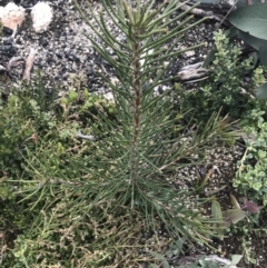 Hakea lissosperma at Mount Clear, ACT - 28 Nov 2021