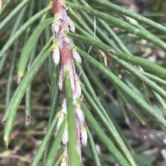 Hakea lissosperma at Mount Clear, ACT - 28 Nov 2021