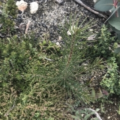 Hakea lissosperma at Mount Clear, ACT - 28 Nov 2021 02:22 PM