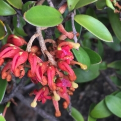Grevillea diminuta at Mount Clear, ACT - 28 Nov 2021 by NedJohnston