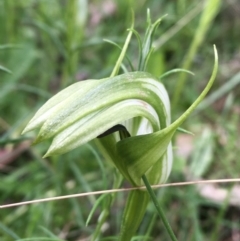 Pterostylis monticola (Large Mountain Greenhood) at Yaouk, NSW - 28 Nov 2021 by NedJohnston