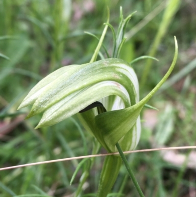 Pterostylis monticola (Large Mountain Greenhood) at Yaouk, NSW - 28 Nov 2021 by NedJohnston