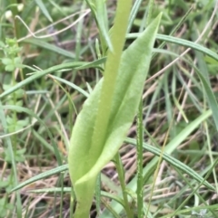 Pterostylis monticola at Yaouk, NSW - 28 Nov 2021