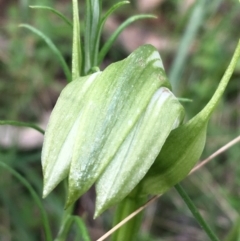 Pterostylis monticola at Yaouk, NSW - 28 Nov 2021