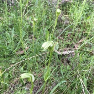 Pterostylis monticola at Yaouk, NSW - 28 Nov 2021