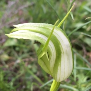 Pterostylis monticola at Yaouk, NSW - 28 Nov 2021