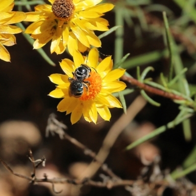 Unidentified Bee (Hymenoptera, Apiformes) at Nail Can Hill - 28 Nov 2021 by KylieWaldon