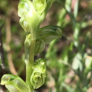 Hymenochilus crassicaulis at Yaouk, NSW - suppressed